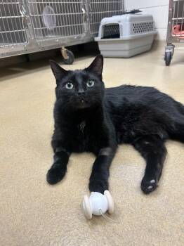Sullivan & Stewart -  Domestic Medium Hair Cat for Adoption in Battle Creek, Michigan - Sullivan & Stewart | PetCurious