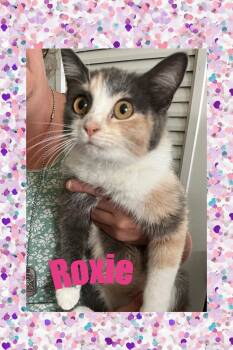 Rescue Calico Cats for Adoption in Lebanon, Missouri - Roxie | PetCurious