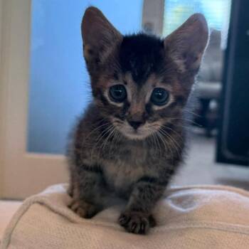 Cher -  Domestic Short Hair Cat for Adoption in Nampa, Idaho - Cher | PetCurious