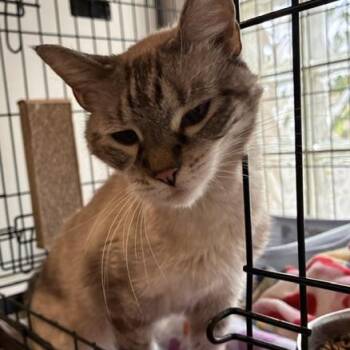 Sophie -  Siamese Cat for Adoption in Stanhope, New Jersey - Sophie | PetCurious