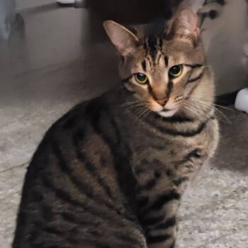 Rescue Domestic Short Hair Cats for Adoption in Kansas City, Missouri - Aden (Mickey) | PetCurious