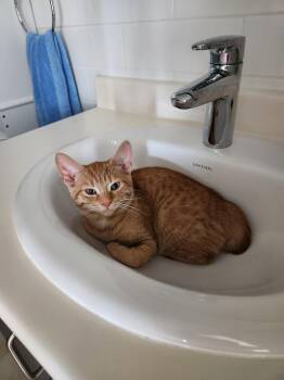 Asriel-Must be adopted as a buddy cat -  Domestic Short Hair Cat for Adoption in Toronto, Ontario - Asriel-Must Be Adopted As A Buddy Cat | PetCurious