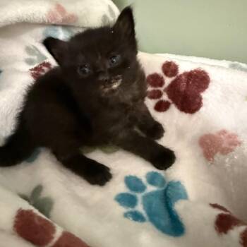 Tarzan -  Domestic Short Hair Cat for Adoption in Ferndale, Washington - Tarzan | PetCurious