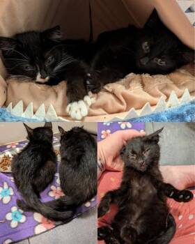 NIXILIS -  Domestic Short Hair Cat for Adoption in Kent, Washington - NIXILIS | PetCurious