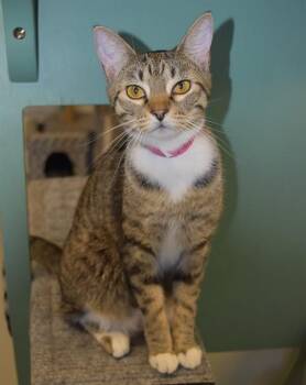 MARY KATE -  Domestic Short Hair Cat for Adoption in Sarasota, Florida - MARY KATE | PetCurious
