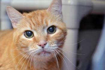 Tigger -  Domestic Short Hair and Tiger Cat for Adoption in Sanford, Florida - Tigger | PetCurious