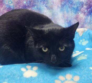 Domestic Short Hair Cats Available for Adoption in Washington Court House, Ohio - Luca | PetCurious