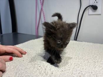 BLOSSOM -  Domestic Medium Hair Cat for Adoption in Pensacola, Florida - BLOSSOM | PetCurious