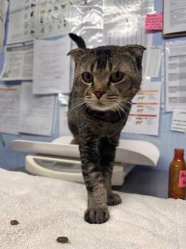 Meowth -  Scottish Fold and Domestic Short Hair Cat for Adoption in Roseville, California - Meowth | PetCurious