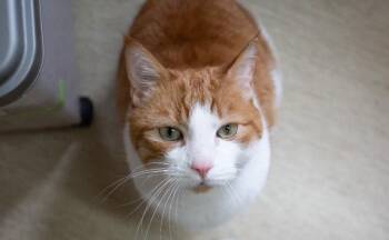 Sam -  Domestic Short Hair Cat for Adoption in Arlington, Washington - Sam | PetCurious