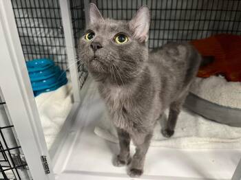 Domestic Short Hair Cats Available for Adoption in Raleigh, North Carolina - Sir Edmonton | PetCurious