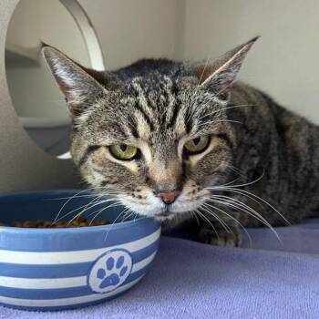 Domestic Short Hair Cats Available for Adoption in Redwood City, California - Cuddles | PetCurious