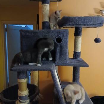 Marko -  Domestic Short Hair Cat for Adoption in Philadelphia, Pennsylvania - Marko | PetCurious