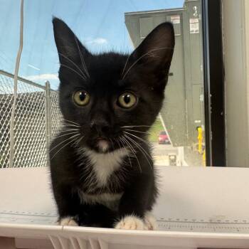 Howard -  Domestic Short Hair Cat for Adoption in Columbiana, Alabama - Howard | PetCurious