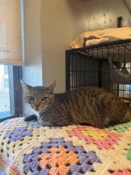 Toga -  Domestic Short Hair Cat for Adoption in Freeport, New York - Toga | PetCurious