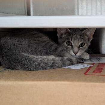 Maurice -  Domestic Short Hair Cat for Adoption in Pittsburgh, Pennsylvania - Maurice | PetCurious