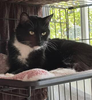 Karly (bonded with Gwen) -  Domestic Short Hair Cat for Adoption in Laguna Woods, California - Karly (bonded With Gwen) | PetCurious