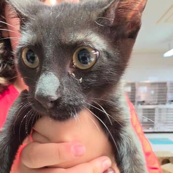 Camille -  Domestic Short Hair Cat for Adoption in Leander, Texas - Camille | PetCurious