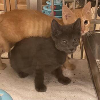 Grover -  Domestic Short Hair Cat for Adoption in Wilmington, Delaware - Grover | PetCurious