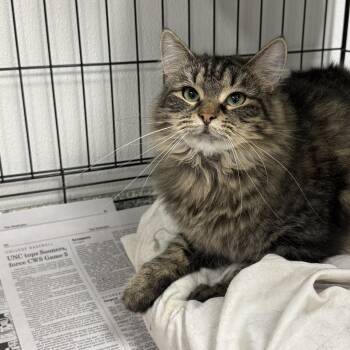 Cupcake -  Domestic Long Hair Cat for Adoption in Youngstown, Ohio - Cupcake | PetCurious
