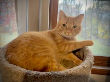 Rescue Domestic Short Hair Cats for Adoption in Albany, New York - Cutie Patootie | PetCurious