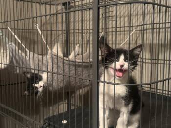Tuxedo Cats Available for Adoption in Fenton, Missouri - Louise | PetCurious