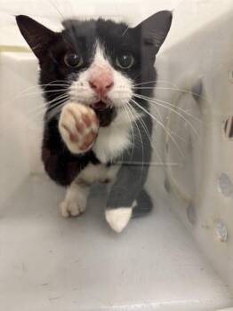 ARTHUR -  Domestic Short Hair Cat for Adoption in Indianapolis, Indiana - ARTHUR | PetCurious