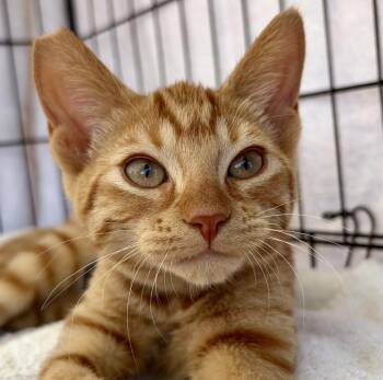 Miley Cyrus -  Tabby Cat for Adoption in Greenfield, California - Miley Cyrus | PetCurious