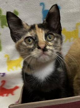 Mimi and Milo -  Tortoiseshell Cat for Adoption - Mimi And Milo | PetCurious