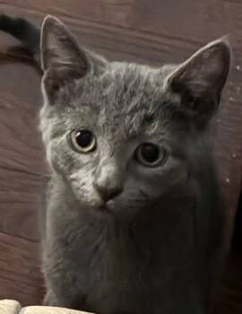 Hawke -  Domestic Short Hair and Russian Blue Cat for Adoption in Trenton, New Jersey - Hawke | PetCurious