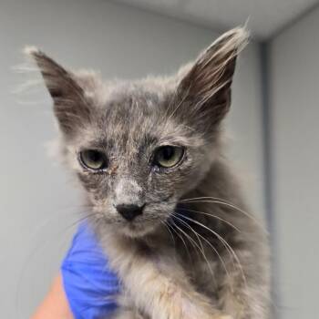 Autumn -  Domestic Long Hair Cat for Adoption in Concord, North Carolina - Autumn | PetCurious