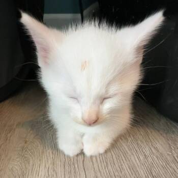 Egon Spengler -  Domestic Short Hair Cat for Adoption in Granville, Ohio - Egon Spengler | PetCurious