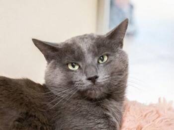 Sammy -  Domestic Short Hair Cat for Adoption in Longmont, Colorado - Sammy | PetCurious