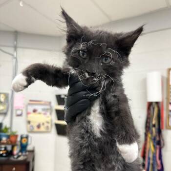 Talon -  Domestic Medium Hair Cat for Adoption in Evansville, Indiana - Talon | PetCurious