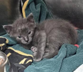 LINT -  Domestic Short Hair Cat for Adoption in Fort Lauderdale, Florida - LINT | PetCurious