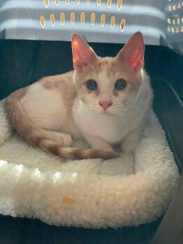 Shelby -  Domestic Short Hair and Tabby Cat for Adoption in Santa Clara, California - Shelby | PetCurious