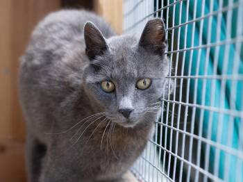Lexie -  Domestic Short Hair Cat for Adoption in Republic, Washington - Lexie | PetCurious