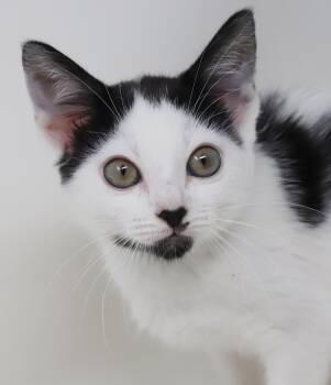 Liza is so darn sweet - a TINY GEM -  Turkish Van and Tuxedo Cat Available for Adoption in Bedford Hills, New York - Liza Is So Darn Sweet - A TINY GEM | PetCurious