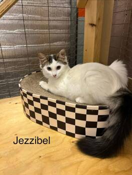 Jezzibel -  Domestic Short Hair Cat for Adoption in Burnaby, British Columbia - Jezzibel | PetCurious