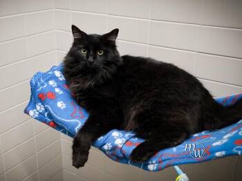 Domestic Long Hair and Domestic Short Hair Cats Available for Adoption in Omaha, Nebraska - ILLIAD | PetCurious
