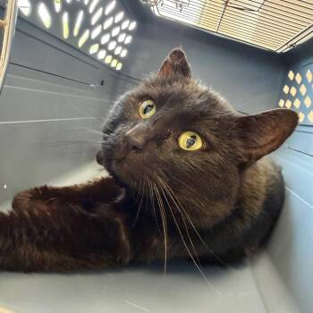 Inky -  Domestic Short Hair Cat for Adoption in Watertown, New York - Inky | PetCurious
