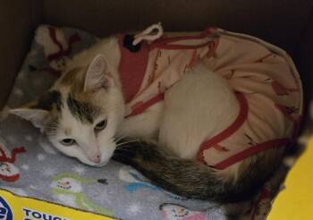 Elspeth -  Domestic Short Hair Cat for Adoption in Windsor, Connecticut - Elspeth | PetCurious