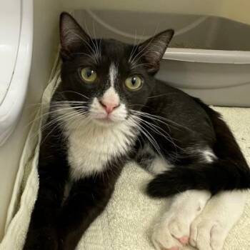 Tetris -  Domestic Short Hair Cat for Adoption in Wheaton, Illinois - Tetris | PetCurious