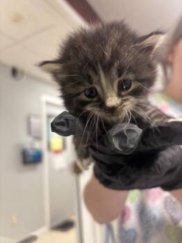 Ginny -  Domestic Medium Hair Cat for Adoption in Fall River, Massachusetts - Ginny | PetCurious