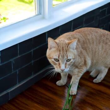 Rescue Domestic Short Hair Cats for Adoption in Dallas, Texas - Lambo | PetCurious