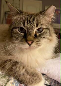 Gabriella -  Siamese Cat for Adoption in Anchorage, Alaska - Gabriella | PetCurious