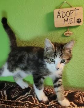 Rescue Tabby and Domestic Medium Hair Cats for Adoption in North Highlands, California - TapatioW | PetCurious