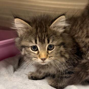 Mei Mei -  Domestic Long Hair Cat for Adoption in Cody, Wyoming - Mei Mei | PetCurious