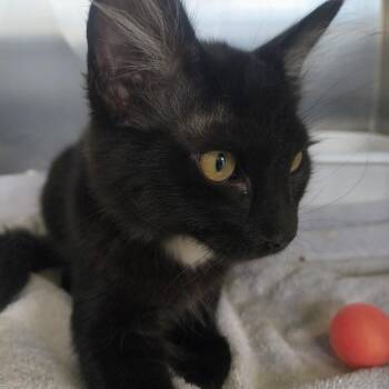 Dolly -  Domestic Medium Hair Cat for Adoption in Moses Lake, Washington - Dolly | PetCurious