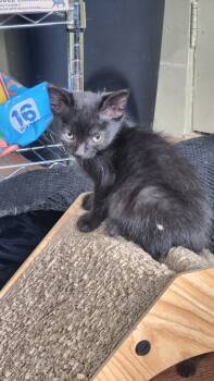 Rescue Domestic Medium Hair Cats for Adoption in Libertyville, Illinois - Barney | PetCurious